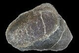 Polished Dinosaur Bone (Gembone) Section - Utah #96446-1